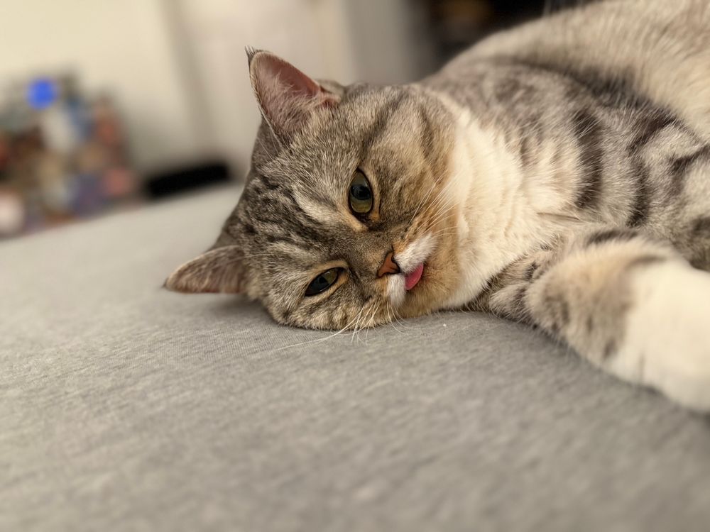 Grey and white striped cat lays on her side with her tongue sticking out