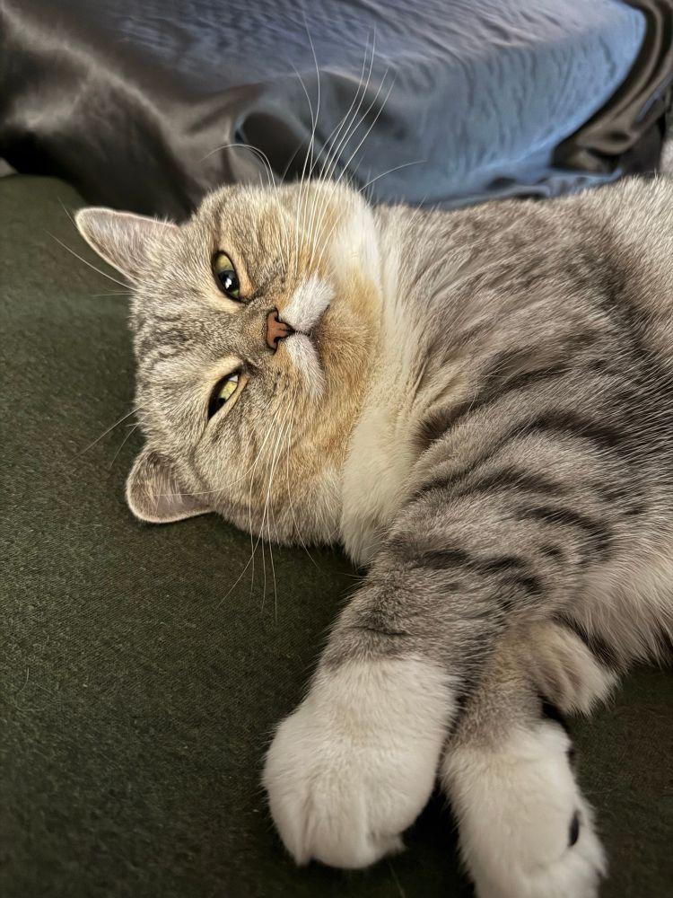 Gray and white striped cat lays on her side looking sideways at the camera