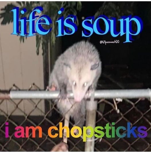 A picture of a possum on a fence, caught in blinding lights, with the caption saying "Life is soup:  I am chopsticks" 