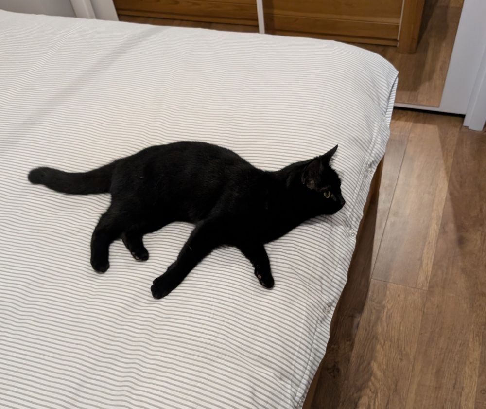 Black cat on a duvet, staring into the distance, ignoring the photographer 