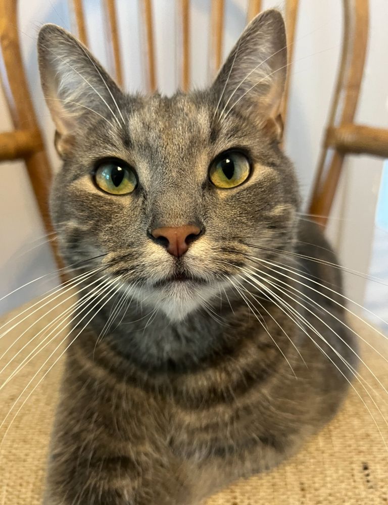 A grey tabby cat with a red nose sits on a chair and stares into the camera gorgeously. His real name is Georgie