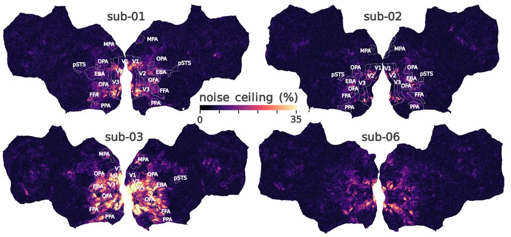 four brain maps showing noise ceiling estimates in response to image presentation
