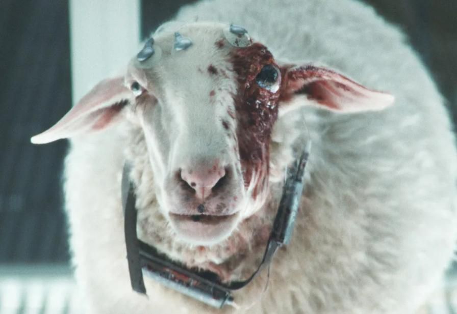 A white sheep with a very skeptical expression. One of its eyes is enlarged and bloody-looking. 
