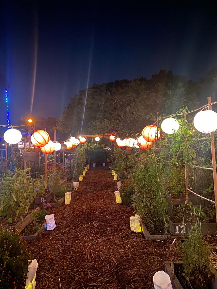 Spherical paper lanterns hanging above lush raised beds 