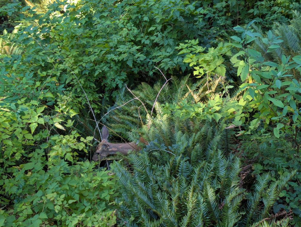 Dense bushes and ferns as seen from above. In the center is a deer, only the head visible in a small gap in the leaves. 