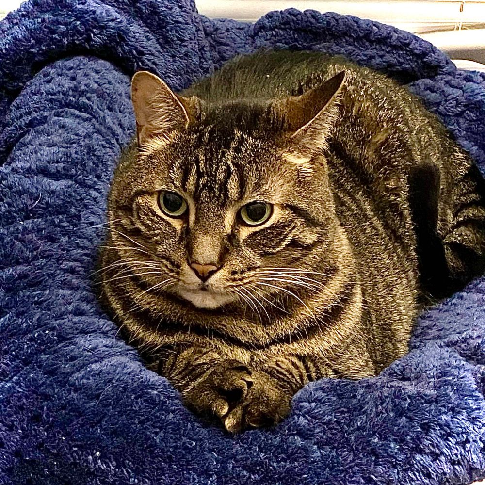 A picture of Rei, a brown tabby cat, lounging on a dark blue blanket. His paws are neatly placed together in front of him. He looks dignified, polite, and patient. His eyes are green.