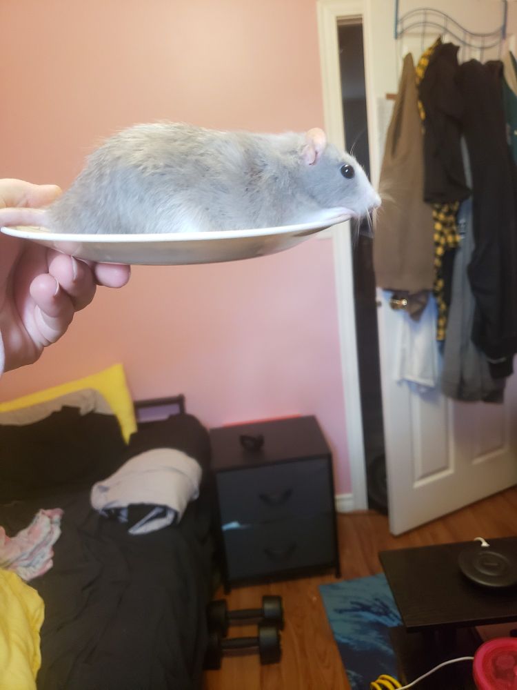 A different cute rat on a plate
