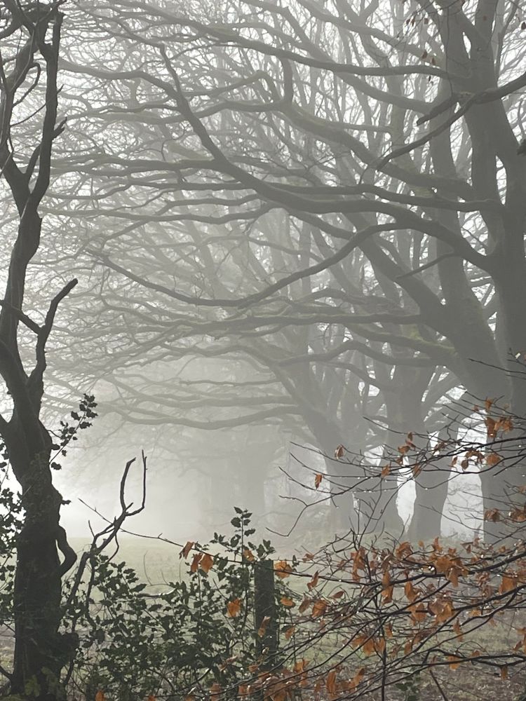A row of leafless trees fades into the fog framed by some holly branches and russet beech leaves in the foreground 
