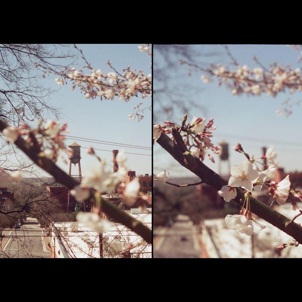 Two half frame photos: the first has a water tower focused in the background and flowers out of focus in the foreground. The second has the flowers in focus and the background is blurred.