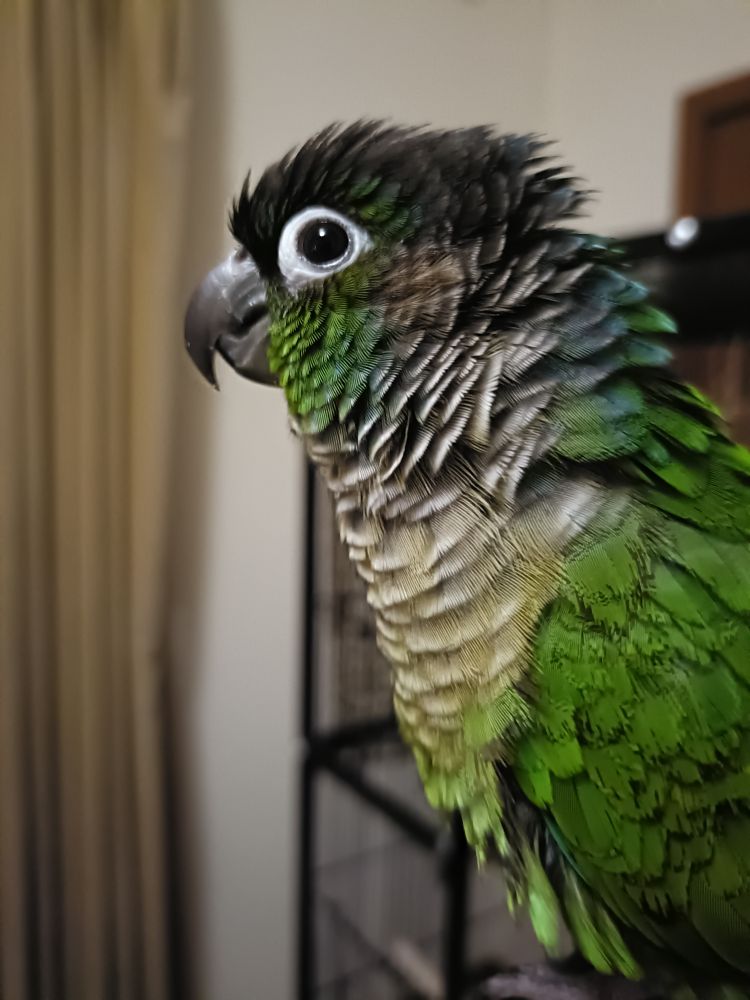 Green cheek conure elongating his neck