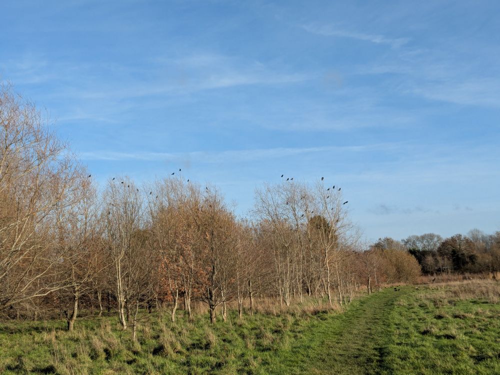 Photograph of crows and jackdaws perched on treetops with blue sky above and green grass in foreground.
