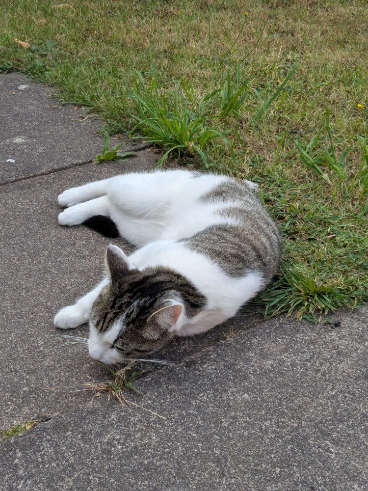 Grey, brown and white cat lying down on path next to grass.