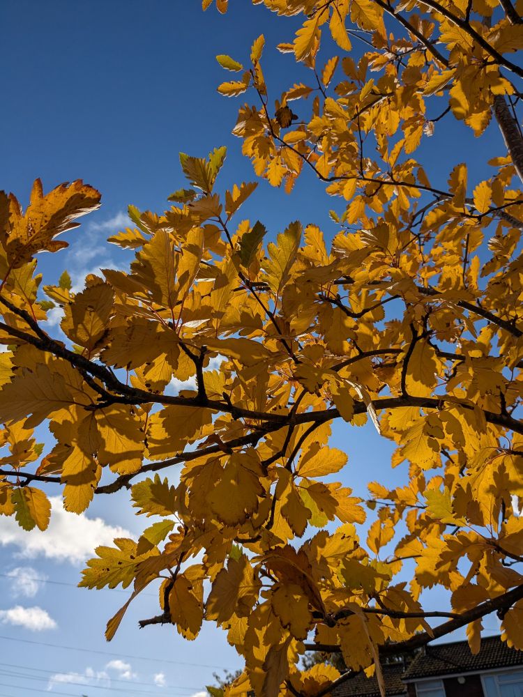 Close up photograph of yellow leaves with sunlight shining through them and a blue sky on the background.