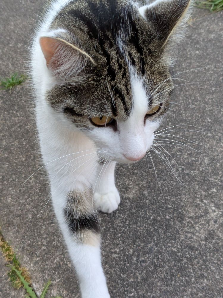 Close up photograph of grey, brown and white cat with yellow-olive coloured eyes and black stripes on the non-white colour patches of fur.