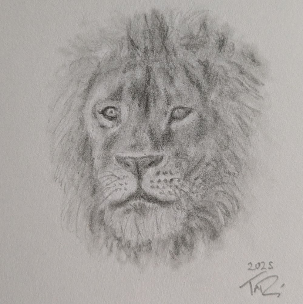 My pencil drawing of a male lion (close up portrait of face/head).