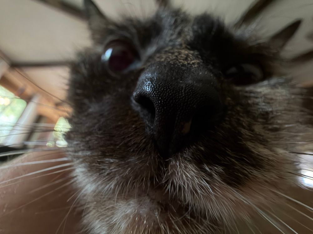picture of a cat’s nose taken using 0.5x lens; focus is on the details of her nose