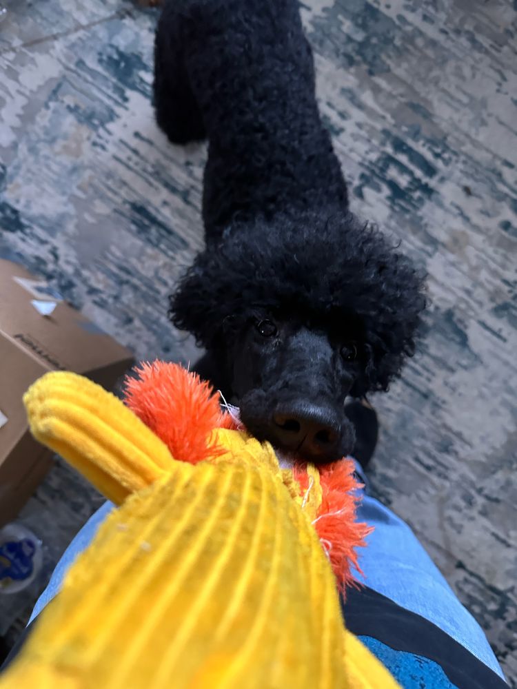 Black poodle tugging on a toy shaped like a lion.