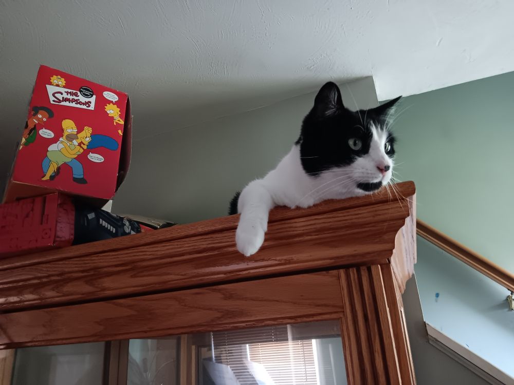 One of my tuxedo cats, Jake, resting on the edge of the top of a curio cabinet. 