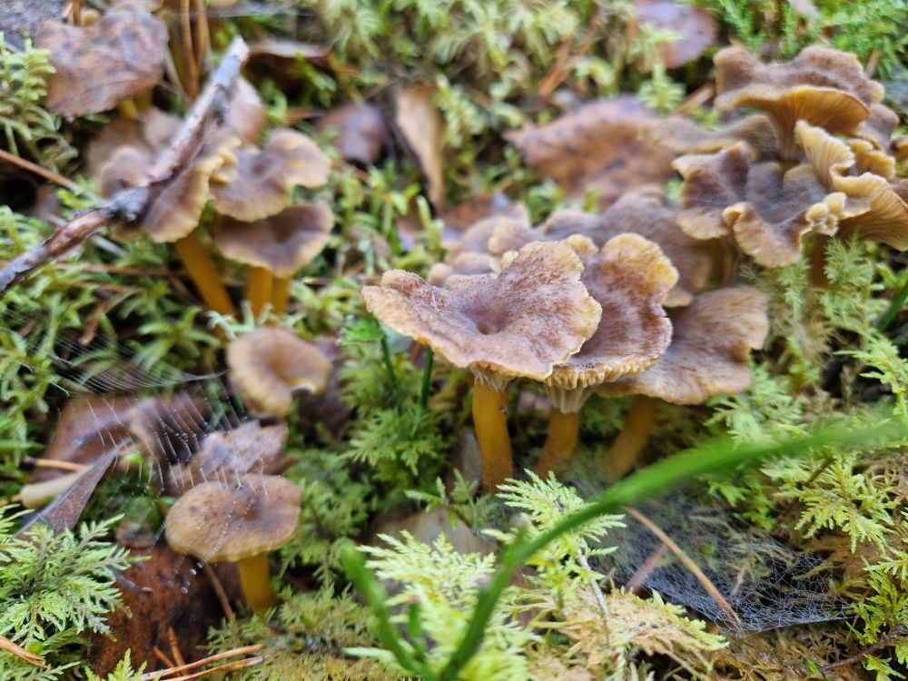 Trumpet chanterelle / traktkantarell / Craterellus tubaeformis