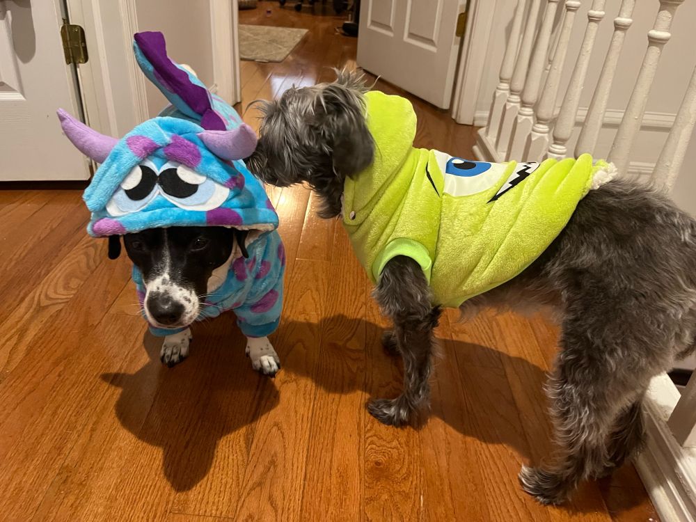 Two small dogs in Halloween costumes. White and black dog is wearing a blue and purple spotted costume as Sulley from Monsters Inc. gray fluffy dog is wearing green costume with Mike Wazowski’s face on it. 
