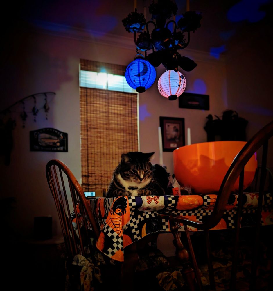 The Queen amidst the halloween decor, displaying  a scowl after the end of the festivities, upset that her servants fed her slightly later than her usual schedule.