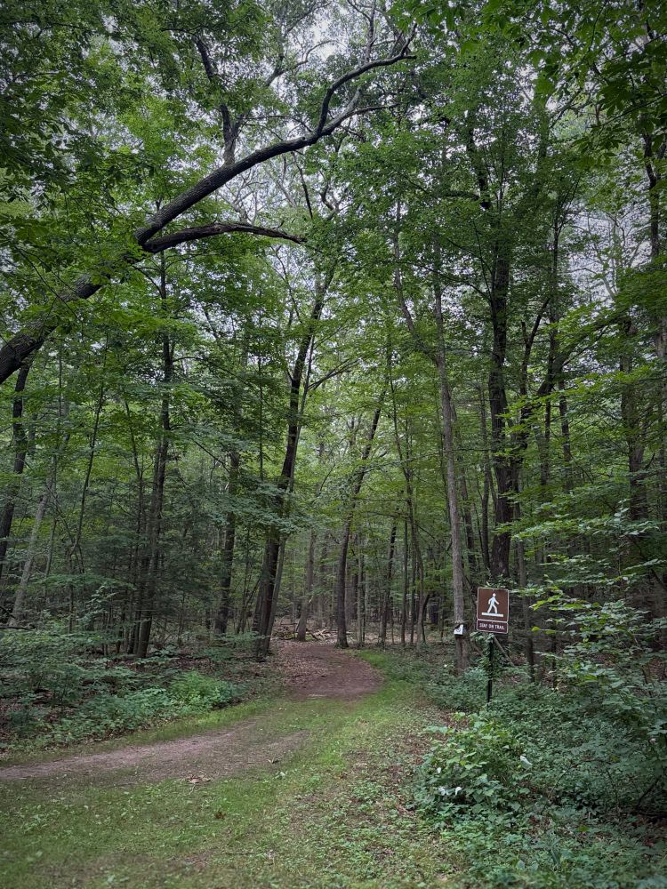 entrance to a walking trail through a lush forest