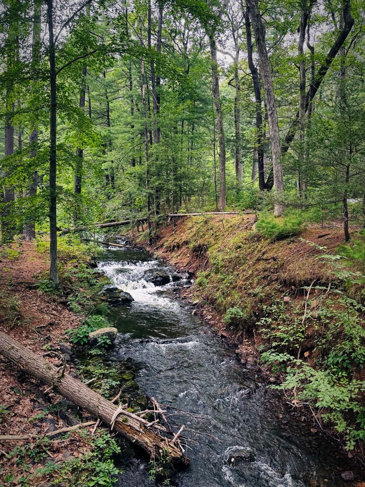 a small brook running through a lush forest