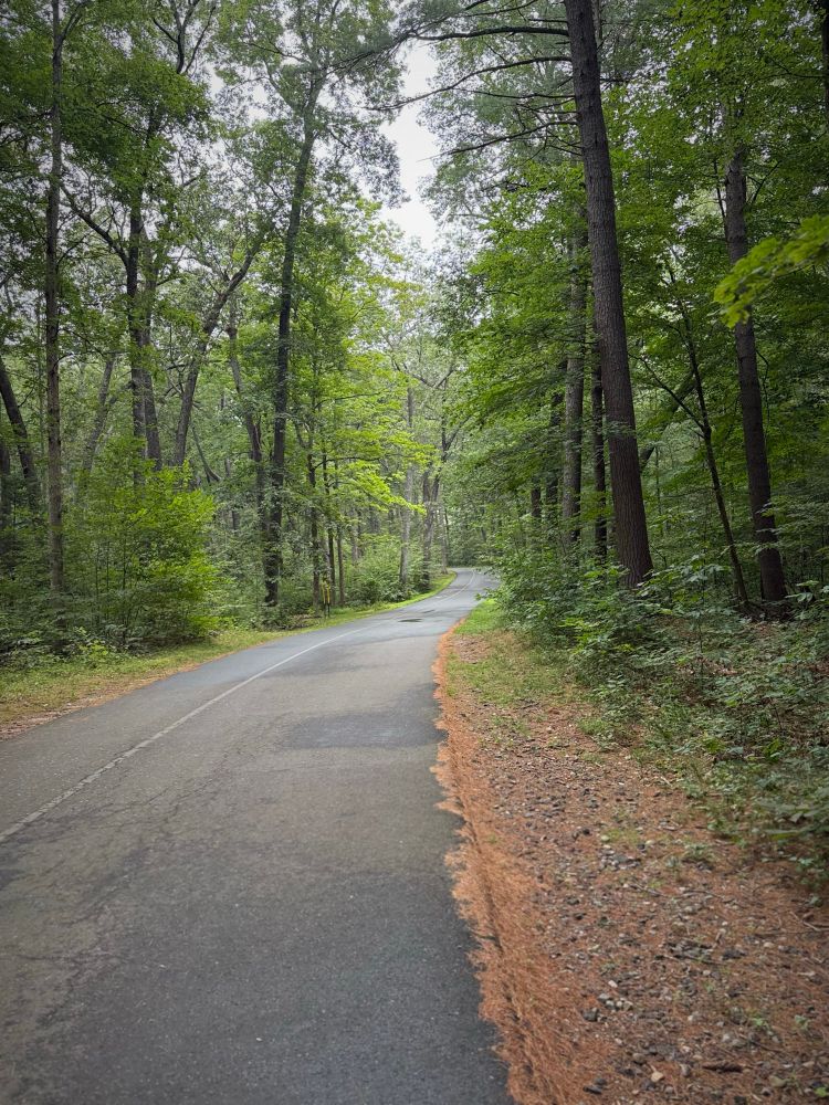 paved walking and cycling path through tall trees