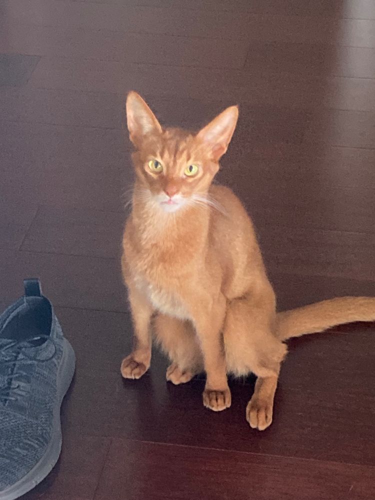 A Red Abyssinian cat sitting on the floor next to a black shoe (which he just attacked). He is looking at the camera. His legs are sorted like this: left front, left back, right front, right back. Then a tail.