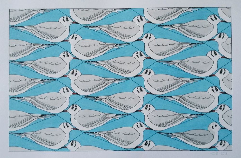 Artwork - Black-headed gulls in winter plumage with one hidden Bonaparte's gull also in winter plumage 
