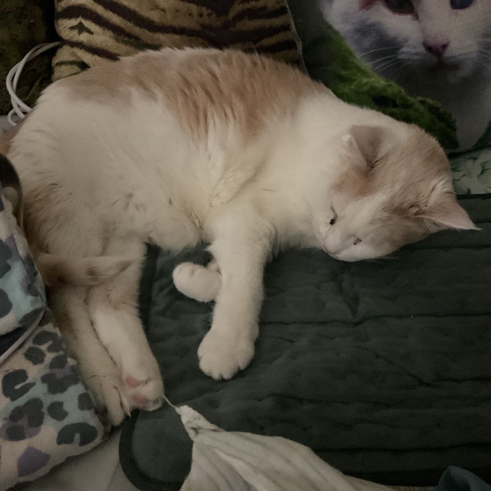 A small white cat with big peach splotches, laying down, cuddled up to a heating pad, because it’s cold right now. 