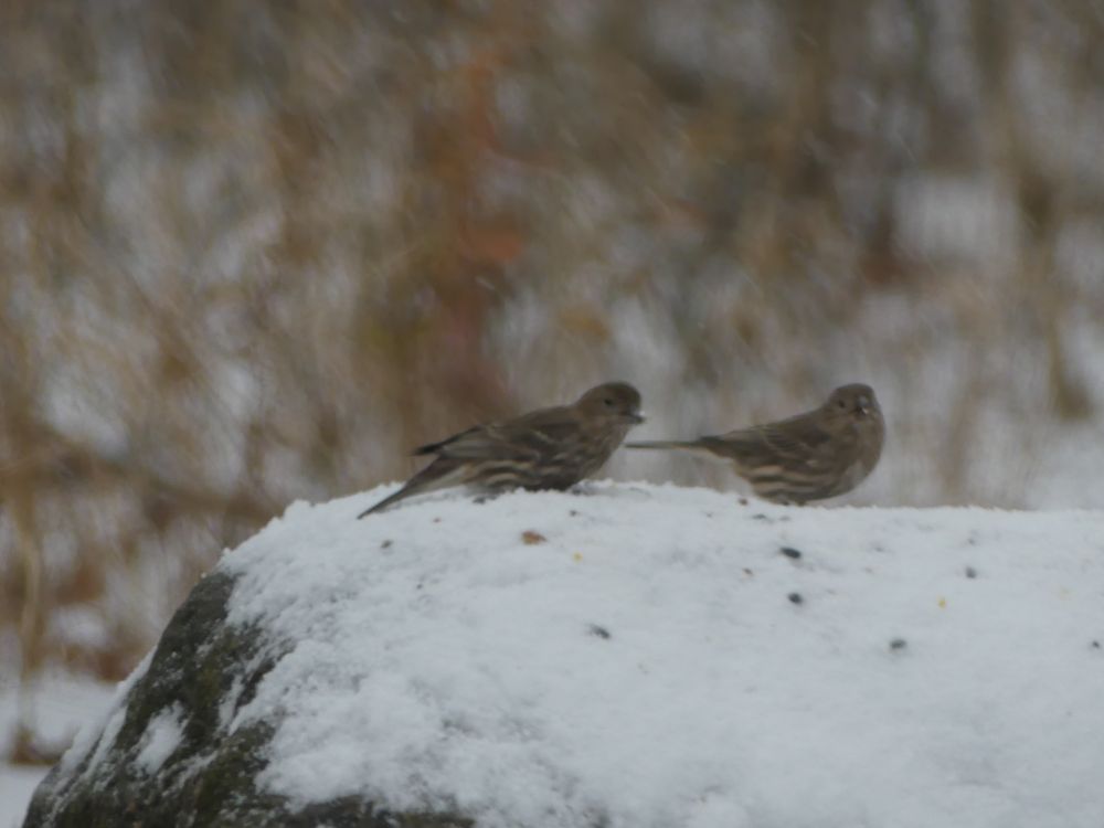 A couple of House Finches. 