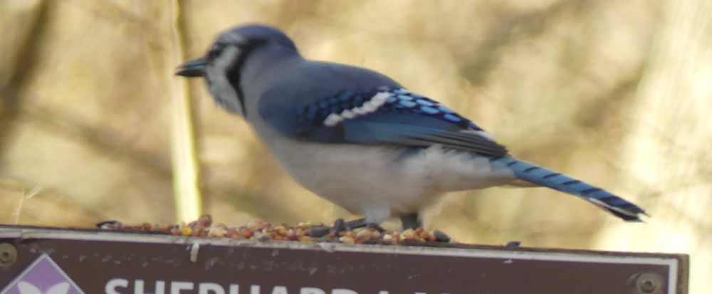 A Bluejay. 