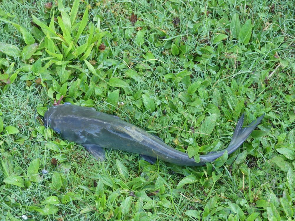 Channel catfish. 
