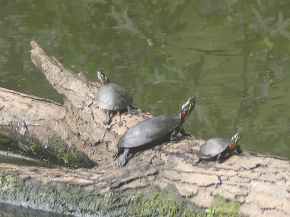 Eastern Painted Turtles. 
