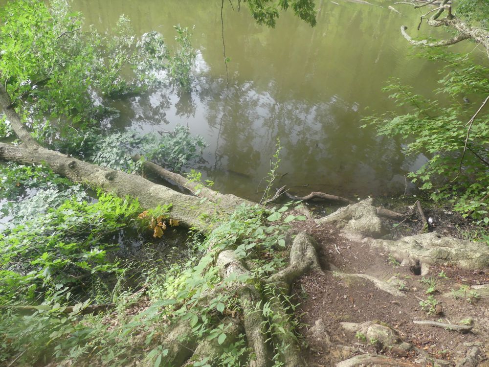 Another tree down, it kept its roots intact. 