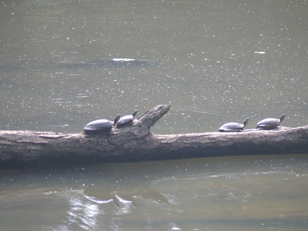Eastern Painted Turtles out in the sun. The tree limb looks like a turtle with its neck extended. 