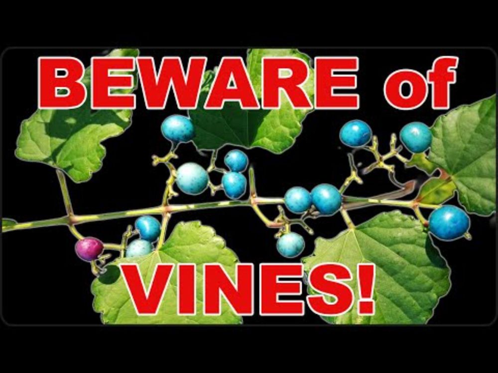 Dirty Dozen Invasive Vines You NEED to Know!