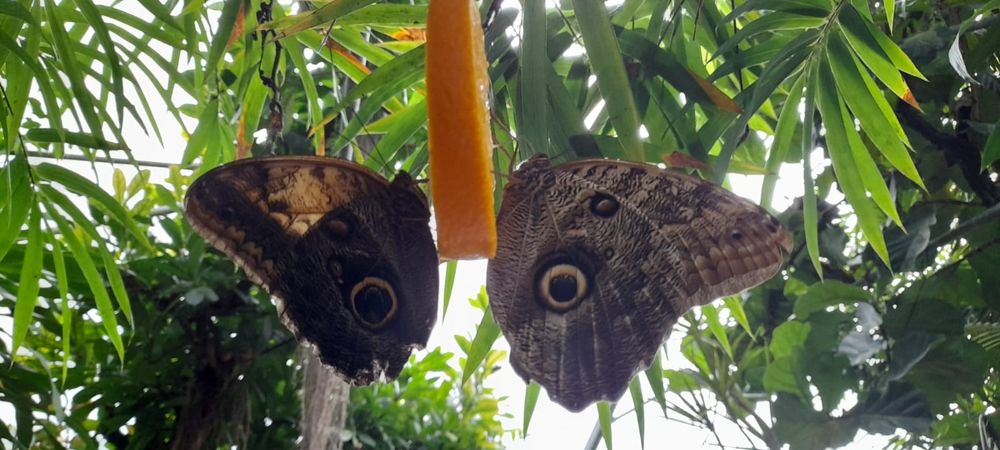 2 (riesige) Schmetterlinge knabbern an einer Orangenschale