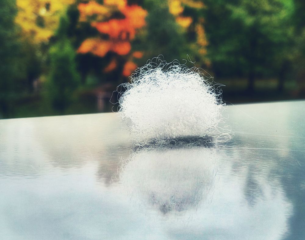 ein bisschen Watte auf weißglänzendem Untergrund, im Hintergrund Herbstbäume