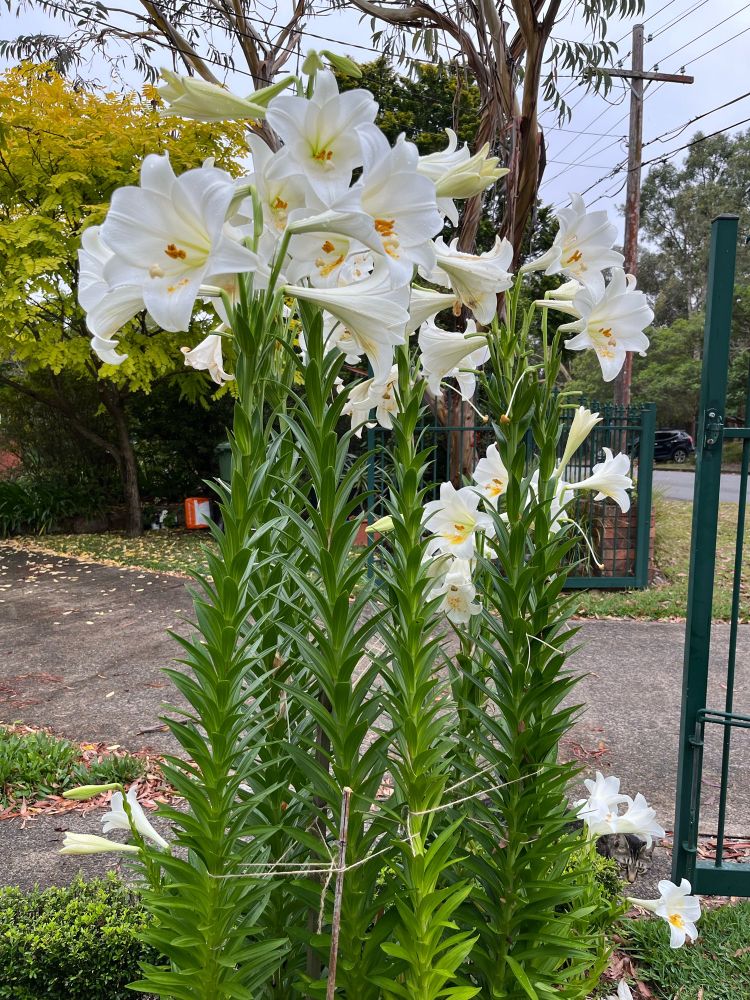 Lillies with photo bombing cat