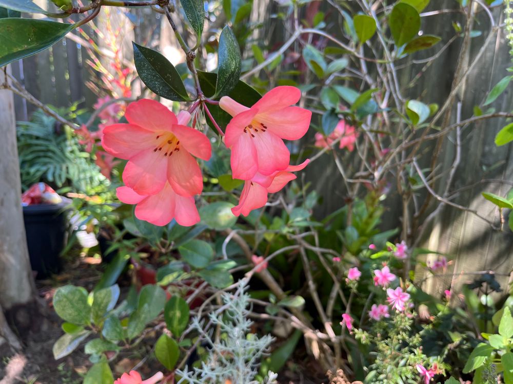 Vireya rhododendron, my garden is a bit dry for it (sparse leaves) but the flowers are a stunning colour.