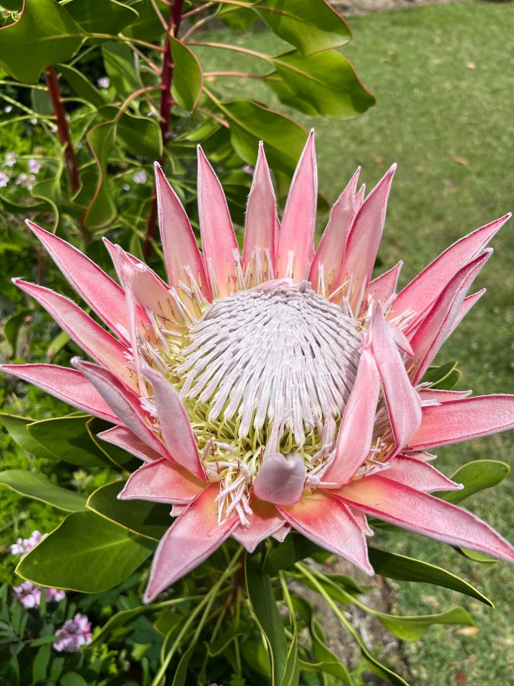 King Protea