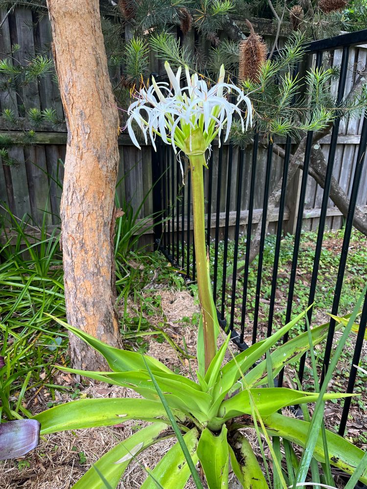 Swamp Lily (Australian native)