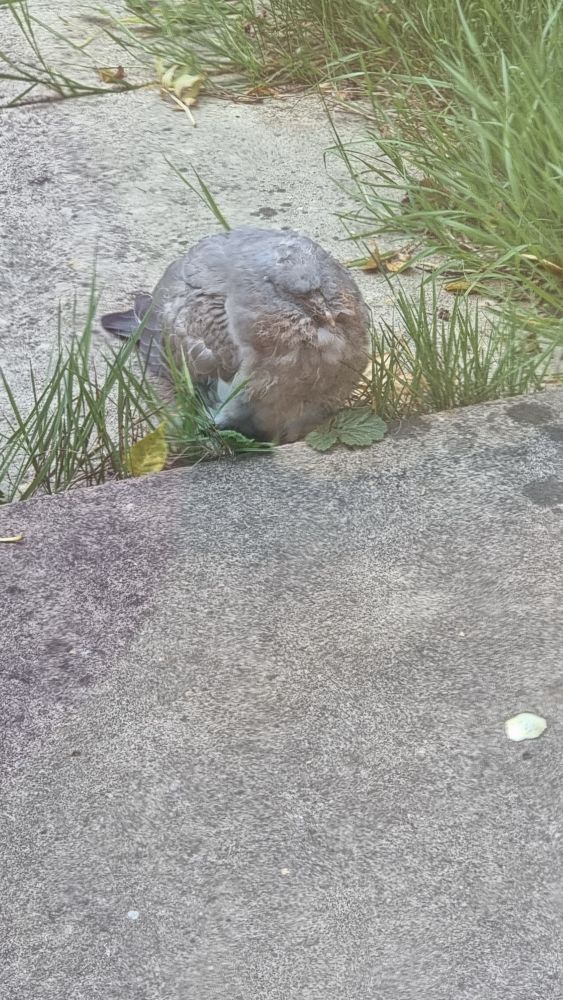 A very round and fluffy looking grey bird with a crusty looking pointy beak.