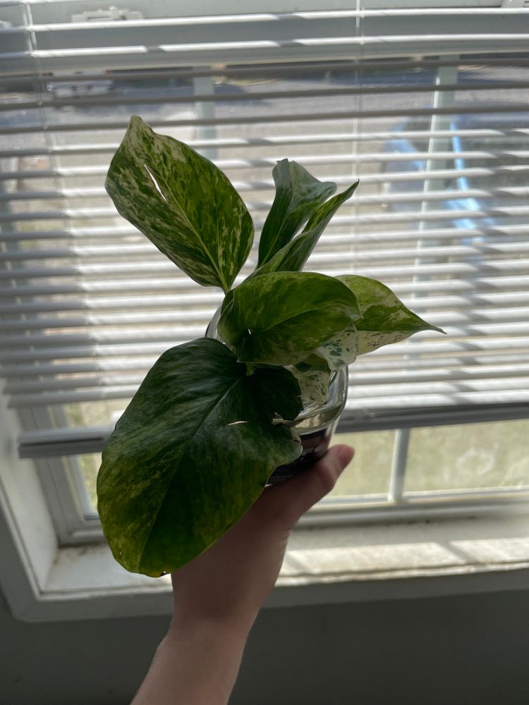 A jar of pothos clippings 