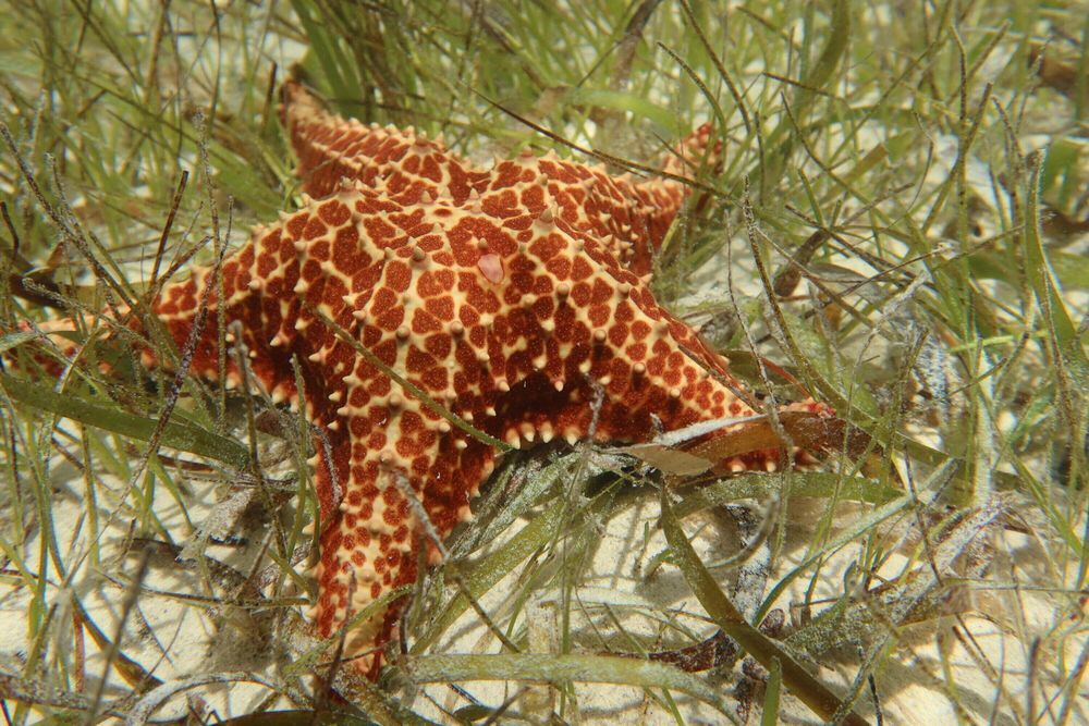 Orange and yellow starfish sits on sandy seabed amid green seagrass