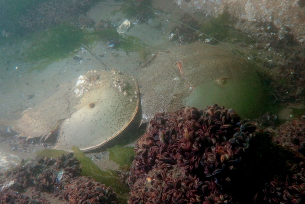 Hermit crabs copyright Cedar Attanasio