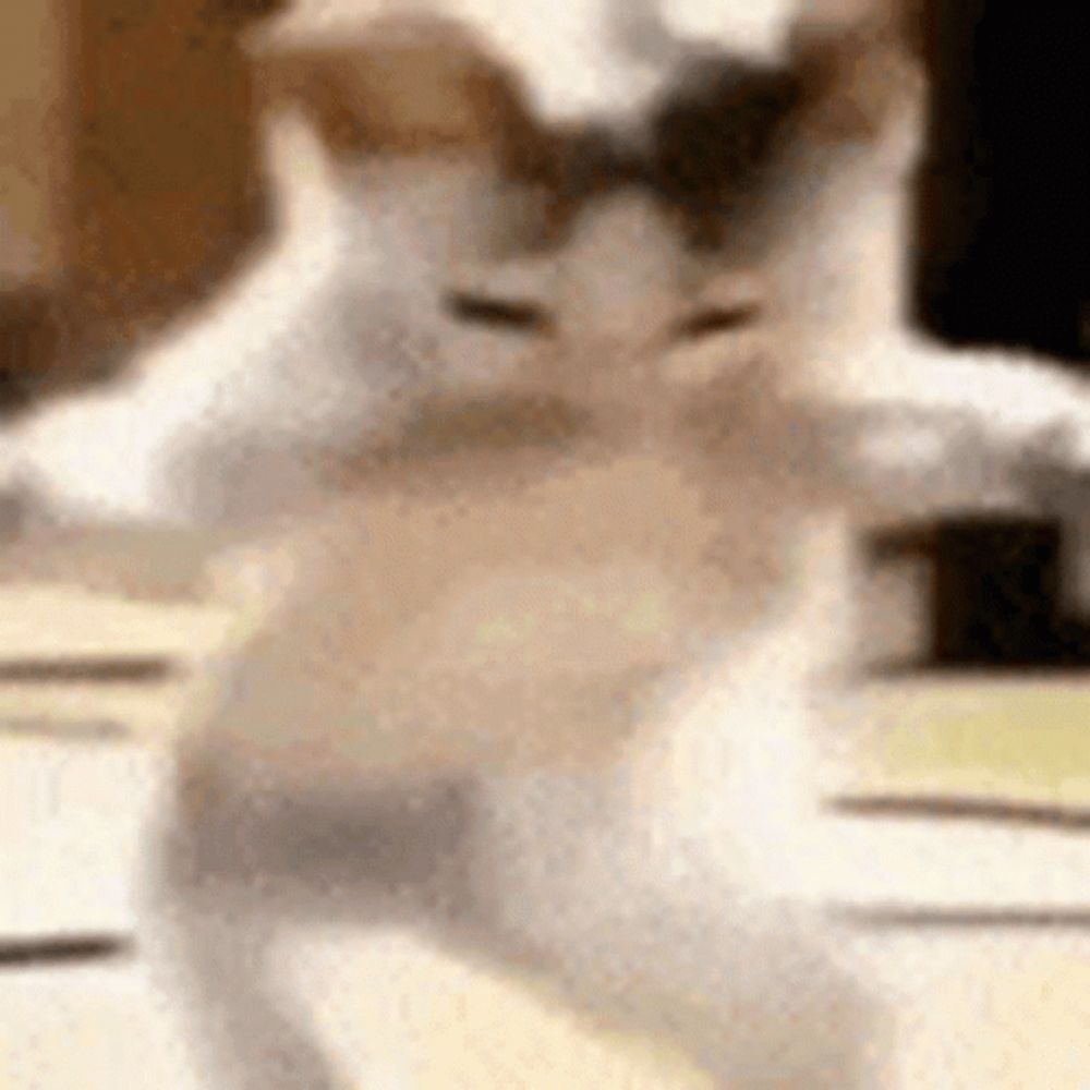 a close up of a cat dancing on a table .