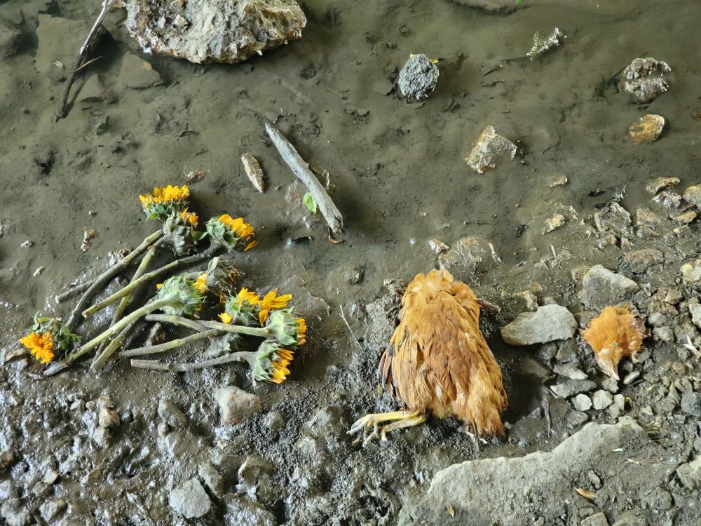 A handful of sunflowers and a dead chicken with its head ripped off on the bank of a creek